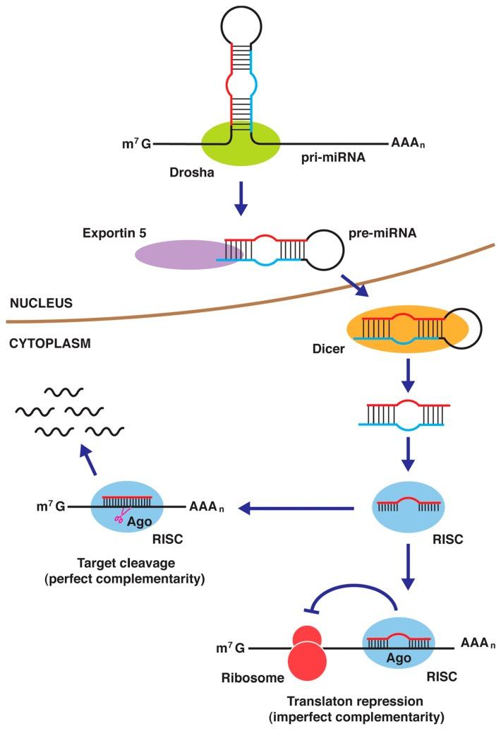 https://cdn.ncbi.nlm.nih.gov/pmc/blobs/48d8/5454818/53f157244853/ijms-18-00905-g004.jpg