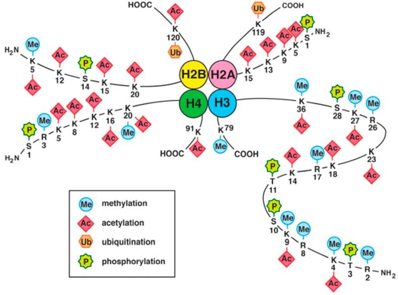 https://cdn.ncbi.nlm.nih.gov/pmc/blobs/48d8/5454818/e3c2c7cb87ef/ijms-18-00905-g002.jpg