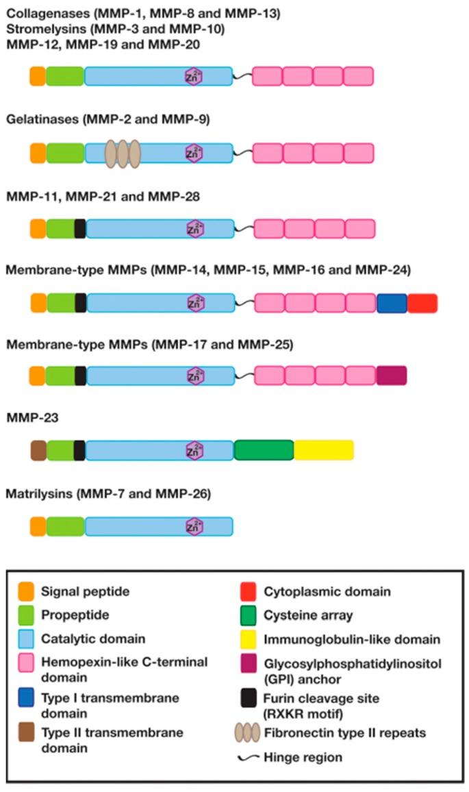 https://cdn.ncbi.nlm.nih.gov/pmc/blobs/48d8/5454818/faf90d81b214/ijms-18-00905-g001.jpg