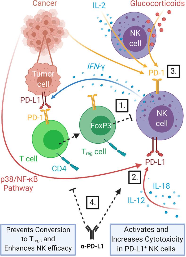 https://cdn.ncbi.nlm.nih.gov/pmc/blobs/48d8/8115550/d3bd133f1f85/fimmu-12-679117-g002.jpg