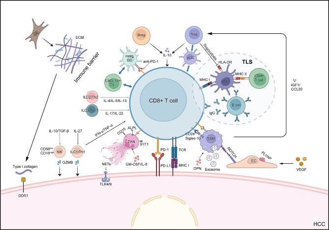 https://cdn.ncbi.nlm.nih.gov/pmc/blobs/48d9/11057182/3ae8659d2654/13045_2024_1549_Fig1_HTML.jpg