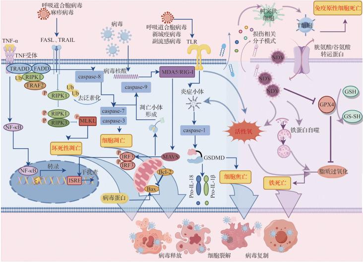 https://cdn.ncbi.nlm.nih.gov/pmc/blobs/48da/12176543/58d05bf5af98/1008-9292-2025-54-3-399-g002.jpg