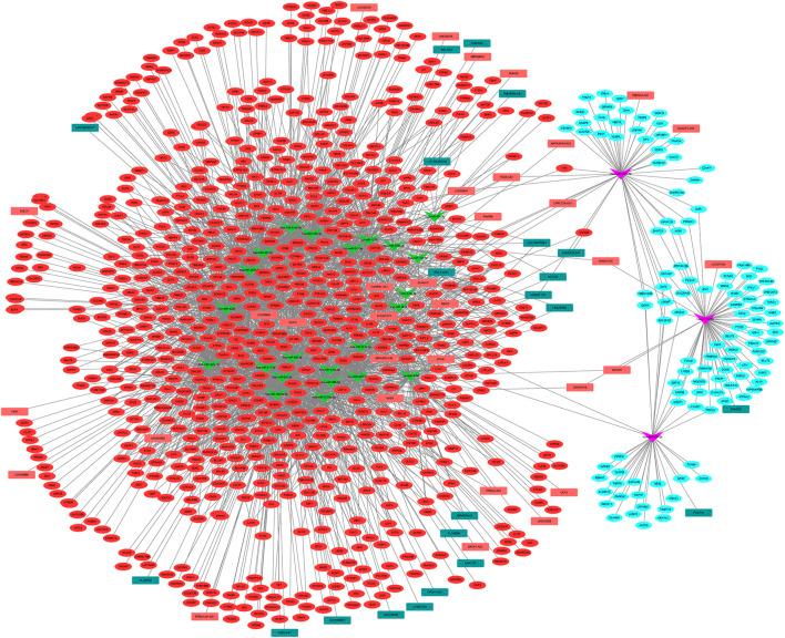 https://cdn.ncbi.nlm.nih.gov/pmc/blobs/48da/8927764/09b93a6dcc89/fgene-13-843599-g004.jpg