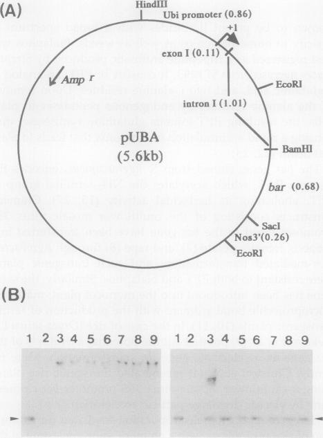 https://cdn.ncbi.nlm.nih.gov/pmc/blobs/48de/1075812/fa76c2a423b2/plntphys00711-0431-a.jpg