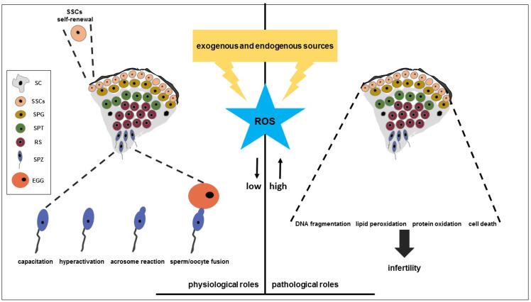 https://cdn.ncbi.nlm.nih.gov/pmc/blobs/48e0/12293519/852b74b62a8d/cells-14-01122-g001.jpg