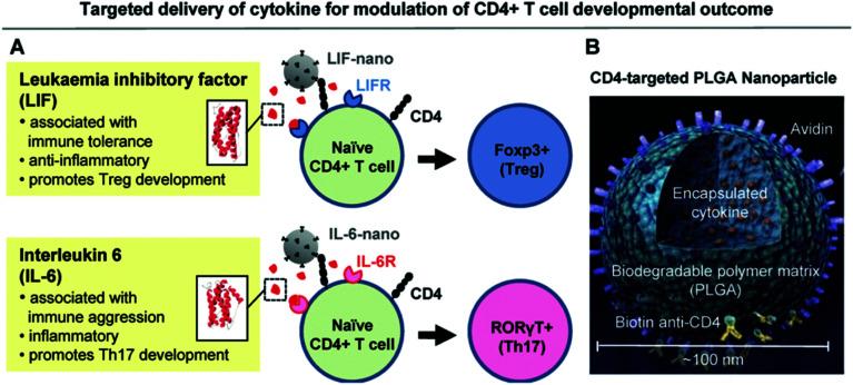https://cdn.ncbi.nlm.nih.gov/pmc/blobs/48e1/9418019/186c4412f871/d0na00478b-f18.jpg