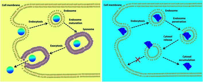 https://cdn.ncbi.nlm.nih.gov/pmc/blobs/48e1/9418019/580159010195/d0na00478b-f7.jpg