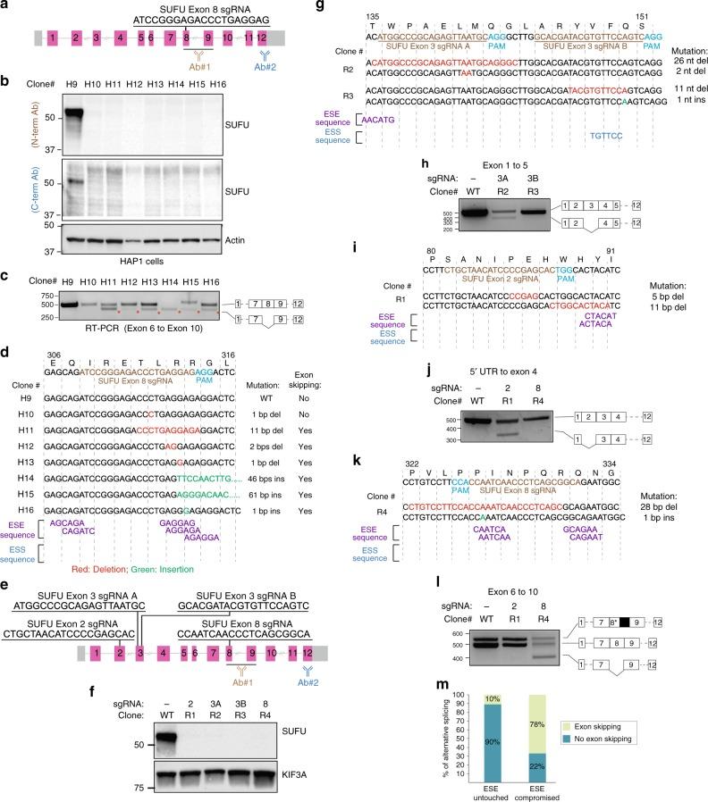 https://cdn.ncbi.nlm.nih.gov/pmc/blobs/48e2/6731291/43ff8171f92e/41467_2019_12028_Fig4_HTML.jpg
