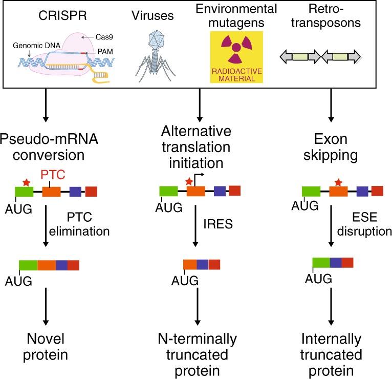 https://cdn.ncbi.nlm.nih.gov/pmc/blobs/48e2/6731291/6ace865dd2b4/41467_2019_12028_Fig6_HTML.jpg