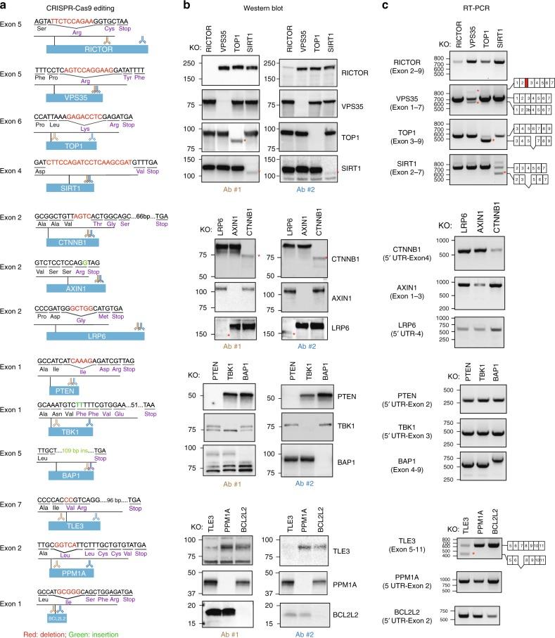 https://cdn.ncbi.nlm.nih.gov/pmc/blobs/48e2/6731291/dded38833056/41467_2019_12028_Fig1_HTML.jpg