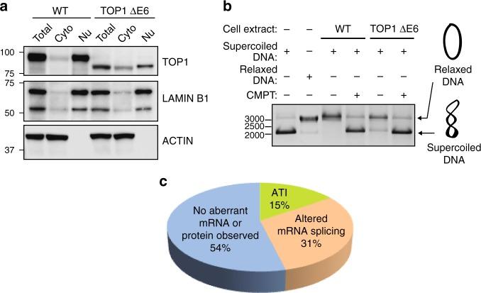 https://cdn.ncbi.nlm.nih.gov/pmc/blobs/48e2/6731291/f2a82c143de9/41467_2019_12028_Fig2_HTML.jpg