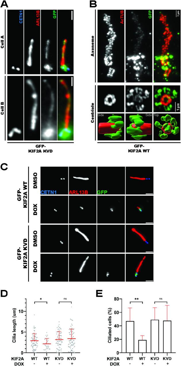 https://cdn.ncbi.nlm.nih.gov/pmc/blobs/48e4/11809056/2cf9168eeeca/12964_2025_2072_Fig6_HTML.jpg