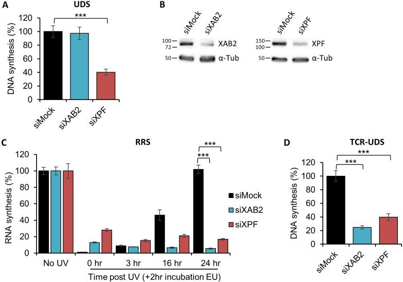 https://cdn.ncbi.nlm.nih.gov/pmc/blobs/48ec/9436415/7b7cf37eeebd/elife-77094-fig1.jpg