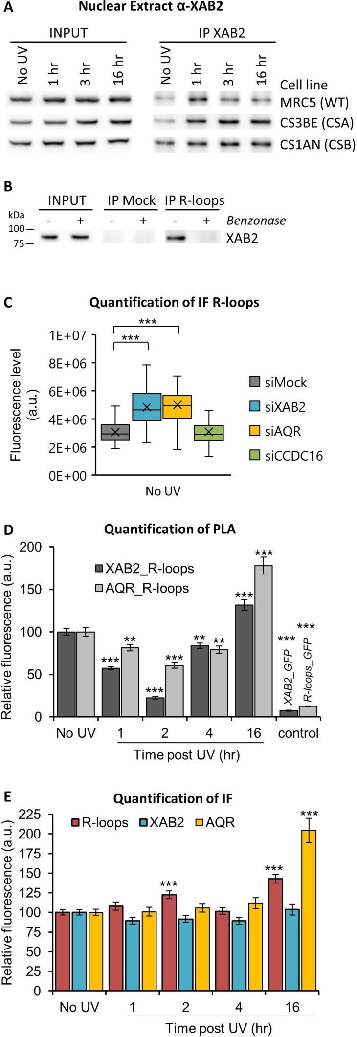 https://cdn.ncbi.nlm.nih.gov/pmc/blobs/48ec/9436415/a9fcf73ab874/elife-77094-fig5.jpg