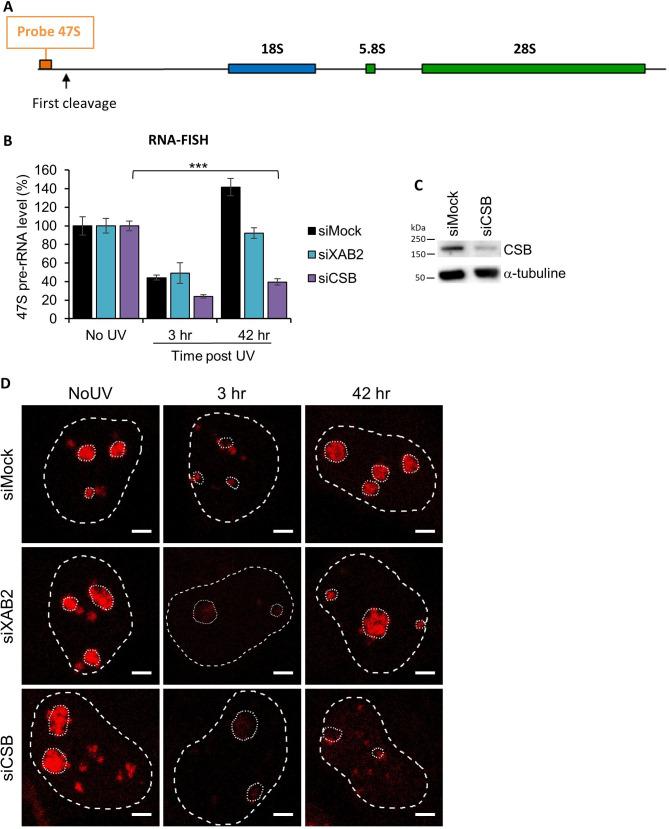https://cdn.ncbi.nlm.nih.gov/pmc/blobs/48ec/9436415/d305977fa28d/elife-77094-fig2-figsupp2.jpg