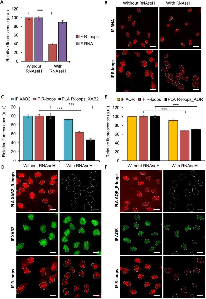https://cdn.ncbi.nlm.nih.gov/pmc/blobs/48ec/9436415/f0e116dd35e4/elife-77094-fig5-figsupp4.jpg