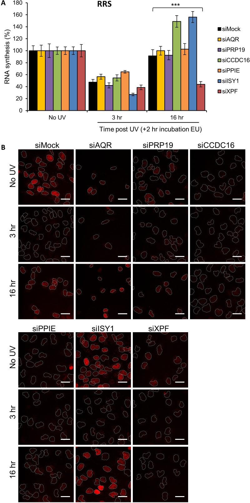 https://cdn.ncbi.nlm.nih.gov/pmc/blobs/48ec/9436415/f3d60f97e974/elife-77094-fig3-figsupp3.jpg