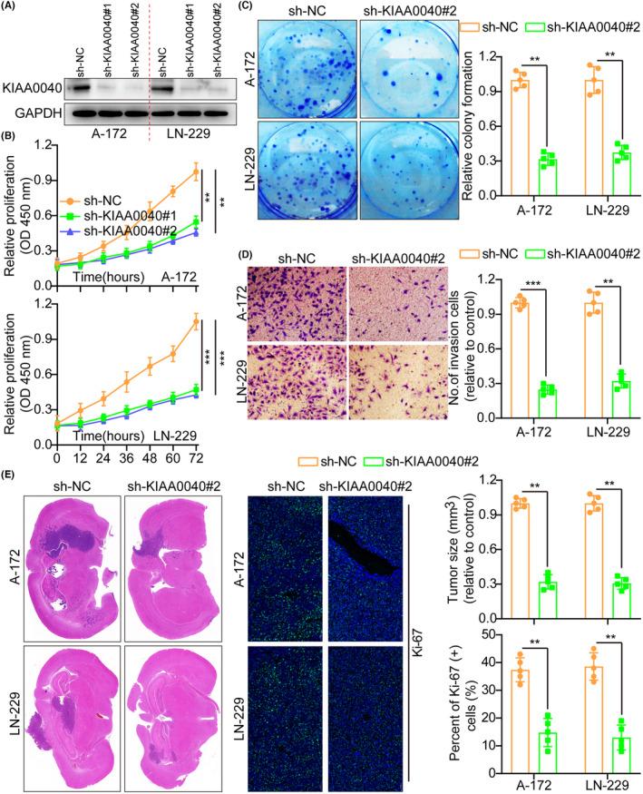 https://cdn.ncbi.nlm.nih.gov/pmc/blobs/48ed/11044867/0a8ea85496d6/JCMM-28-e18332-g002.jpg
