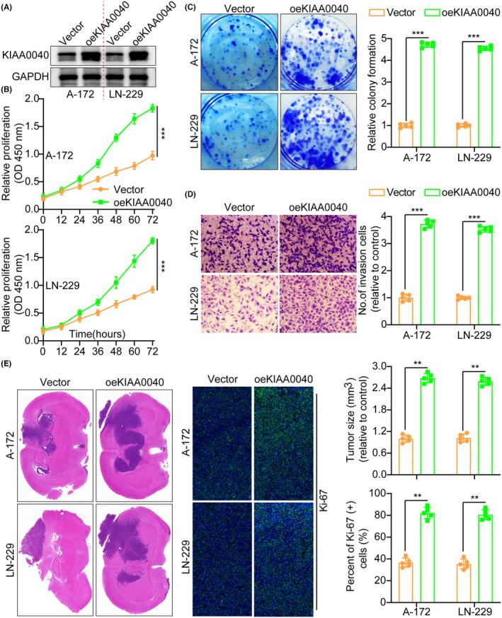 https://cdn.ncbi.nlm.nih.gov/pmc/blobs/48ed/11044867/548e64fb9674/JCMM-28-e18332-g003.jpg