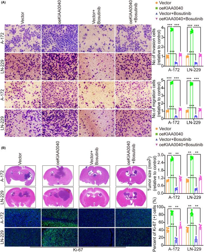 https://cdn.ncbi.nlm.nih.gov/pmc/blobs/48ed/11044867/6097bdfed08d/JCMM-28-e18332-g004.jpg