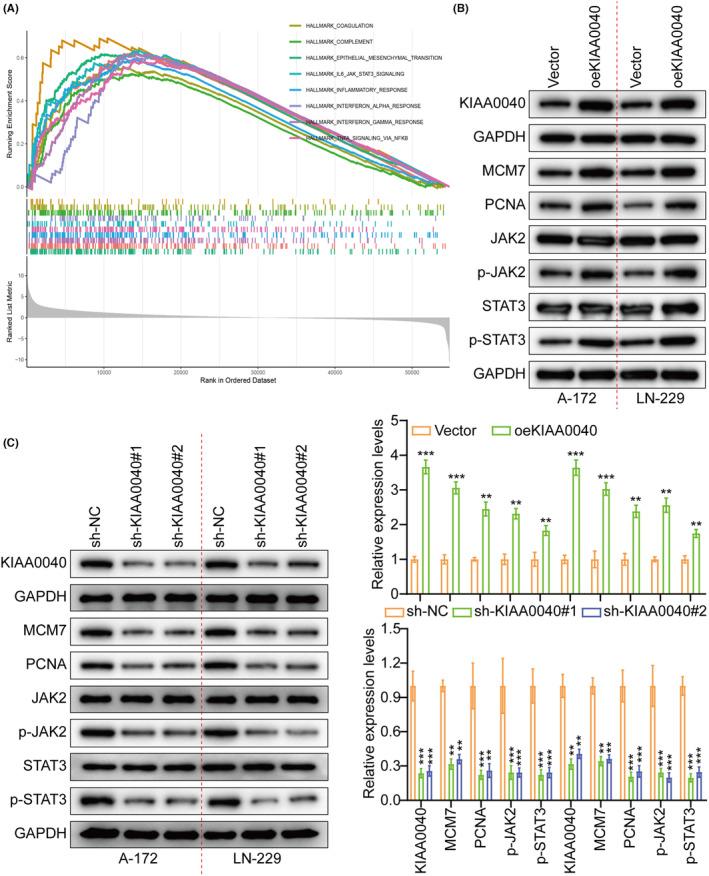 https://cdn.ncbi.nlm.nih.gov/pmc/blobs/48ed/11044867/e2e3a000e20a/JCMM-28-e18332-g001.jpg