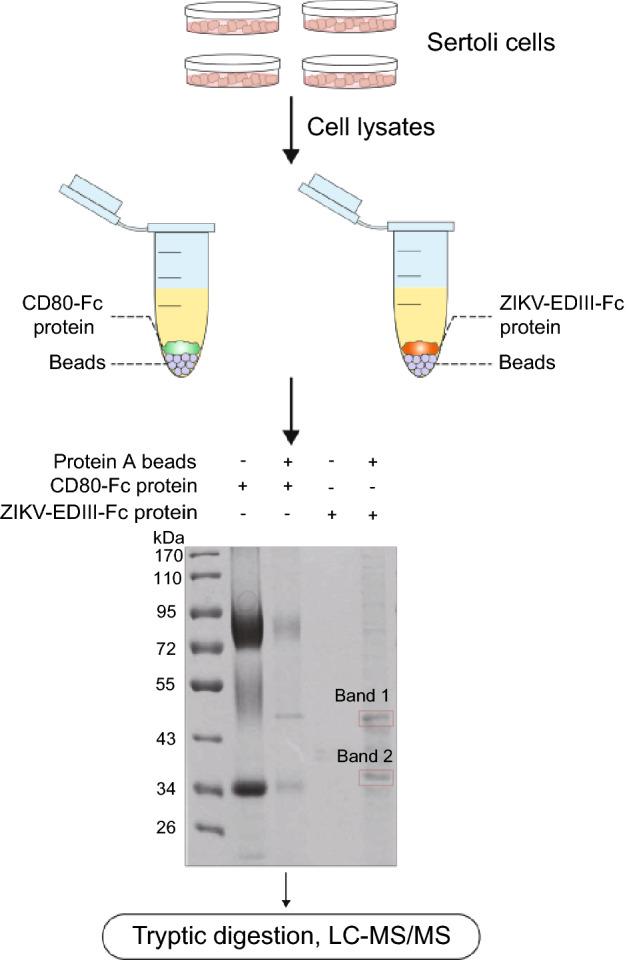 https://cdn.ncbi.nlm.nih.gov/pmc/blobs/48ee/8379325/3078de99ba85/12250_2020_343_Fig1_HTML.jpg