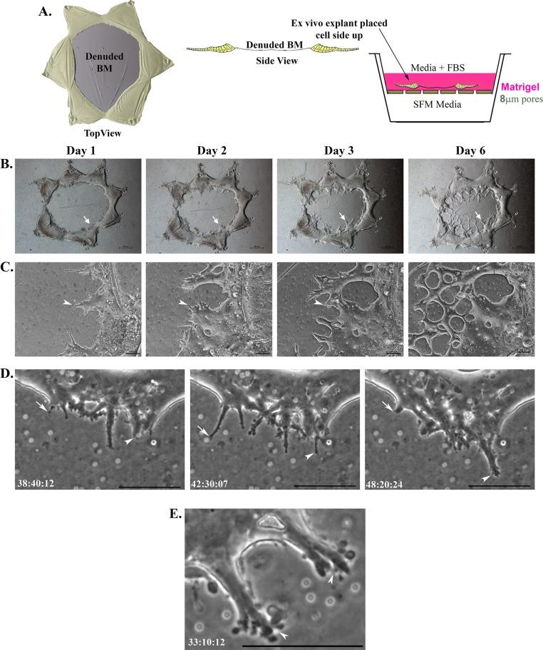 https://cdn.ncbi.nlm.nih.gov/pmc/blobs/48ef/4751597/cafb7391a297/451fig1.jpg
