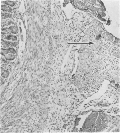 https://cdn.ncbi.nlm.nih.gov/pmc/blobs/48f1/1319673/1a38e9941252/compmed00055-0049-c.jpg