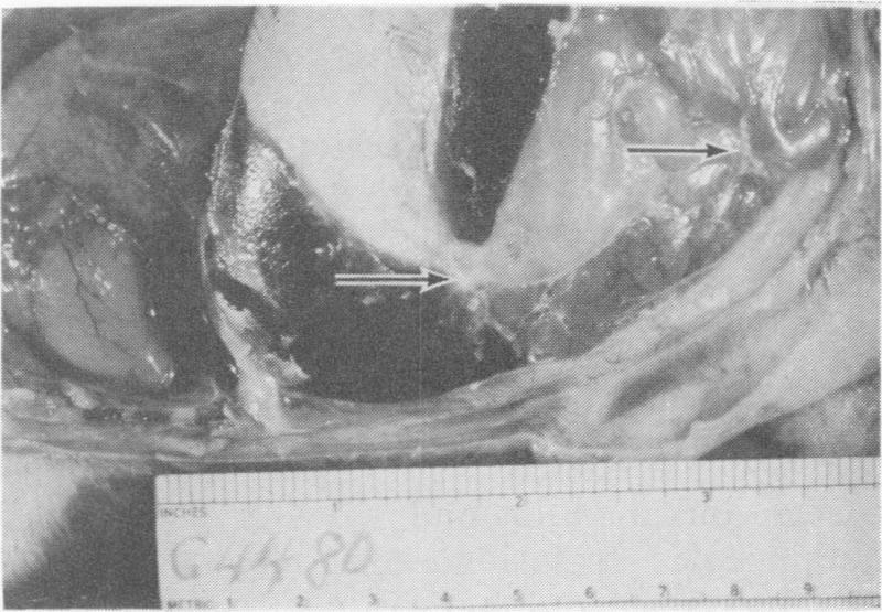 https://cdn.ncbi.nlm.nih.gov/pmc/blobs/48f1/1319673/e446b6b08f92/compmed00055-0049-b.jpg