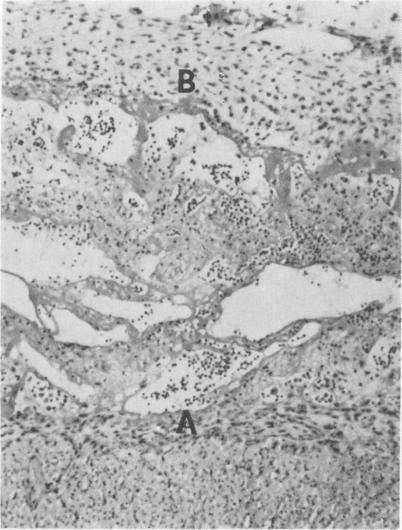 https://cdn.ncbi.nlm.nih.gov/pmc/blobs/48f1/1319673/f2825b2d0768/compmed00055-0051-b.jpg