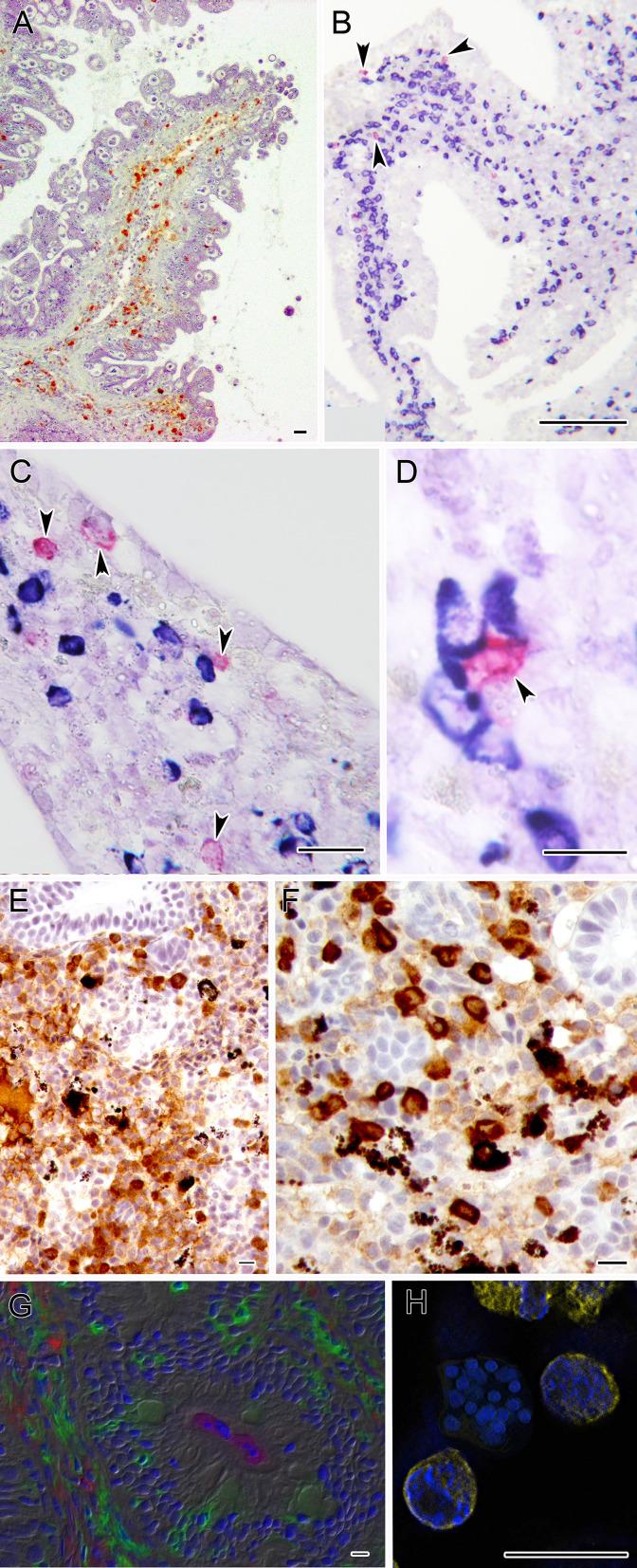 https://cdn.ncbi.nlm.nih.gov/pmc/blobs/48f3/8481699/1d373d5ec8e3/fimmu-12-734238-g003.jpg