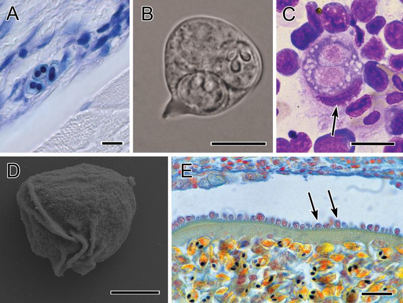 https://cdn.ncbi.nlm.nih.gov/pmc/blobs/48f3/8481699/8e0326593840/fimmu-12-734238-g004.jpg