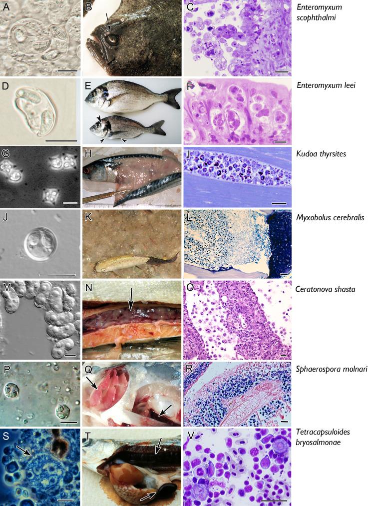 https://cdn.ncbi.nlm.nih.gov/pmc/blobs/48f3/8481699/cbbc5531d143/fimmu-12-734238-g002.jpg