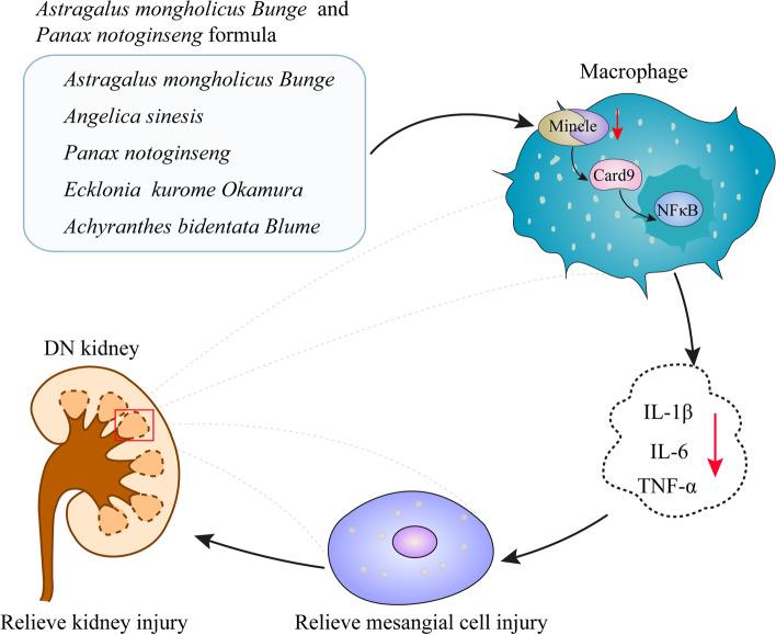 https://cdn.ncbi.nlm.nih.gov/pmc/blobs/48f4/8781170/5717d6848ede/12906_2021_3477_Fig7_HTML.jpg