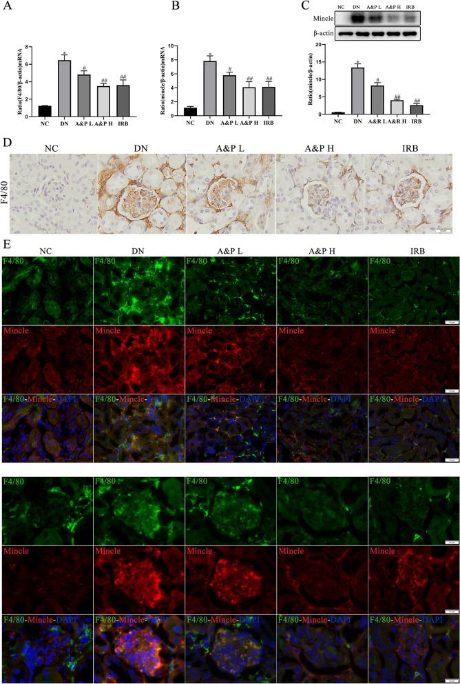 https://cdn.ncbi.nlm.nih.gov/pmc/blobs/48f4/8781170/632028ab0e50/12906_2021_3477_Fig3_HTML.jpg