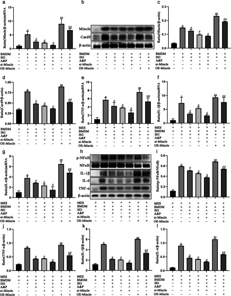 https://cdn.ncbi.nlm.nih.gov/pmc/blobs/48f4/8781170/ed6b4f767eeb/12906_2021_3477_Fig6_HTML.jpg