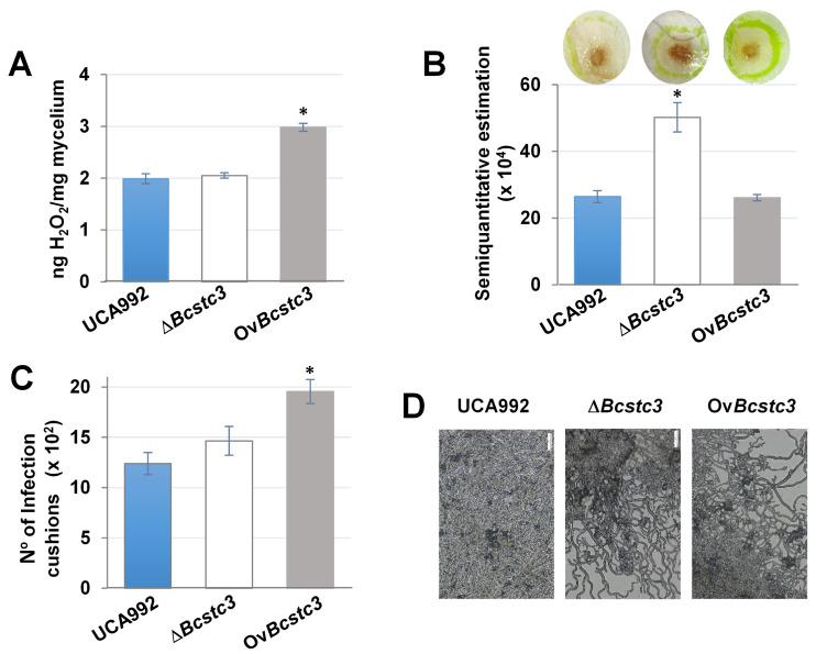 https://cdn.ncbi.nlm.nih.gov/pmc/blobs/48f7/11120764/a6d18fd451fb/ijms-25-05125-g009.jpg