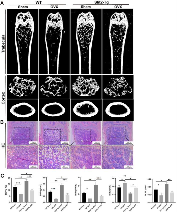 https://cdn.ncbi.nlm.nih.gov/pmc/blobs/48f9/12421006/e7439b4dcfa3/fcell-13-1632882-g002.jpg