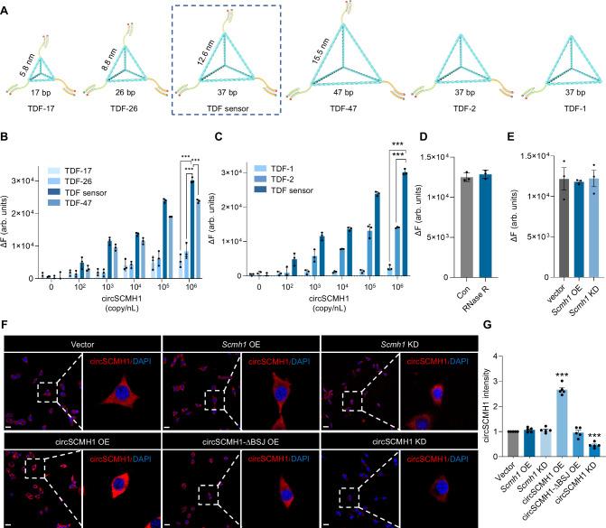 https://cdn.ncbi.nlm.nih.gov/pmc/blobs/48fd/11685481/1b217f45233e/41467_2024_55364_Fig2_HTML.jpg