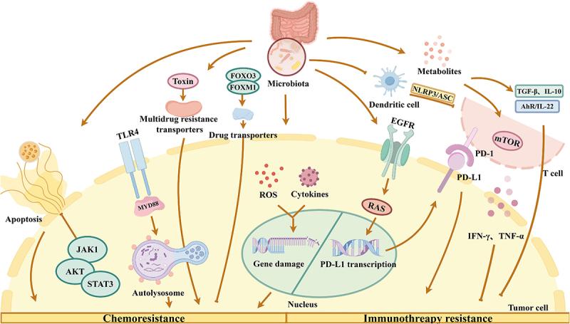 https://cdn.ncbi.nlm.nih.gov/pmc/blobs/48fe/11901387/1004756f4695/KGMI_A_2473504_F0001_OC.jpg
