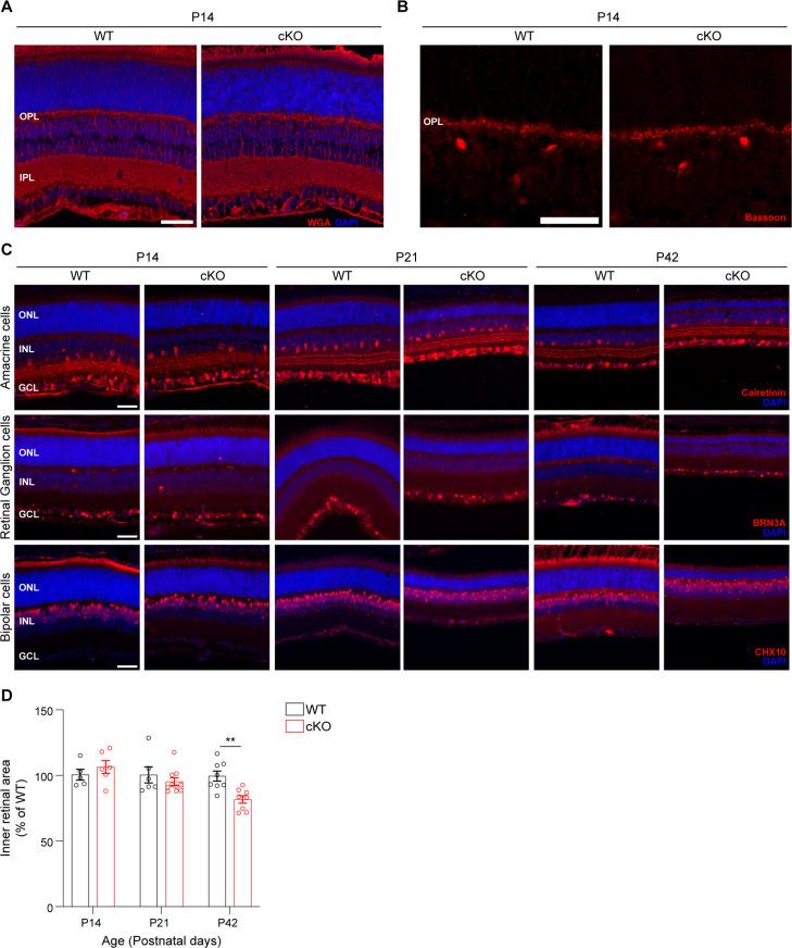 https://cdn.ncbi.nlm.nih.gov/pmc/blobs/48fe/12094702/2296f70d38f1/elife-100747-fig1-figsupp5.jpg