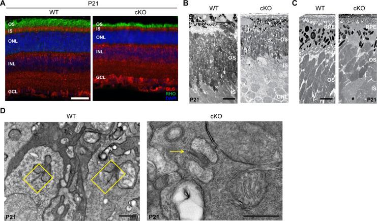 https://cdn.ncbi.nlm.nih.gov/pmc/blobs/48fe/12094702/3c92392c1414/elife-100747-fig1-figsupp4.jpg
