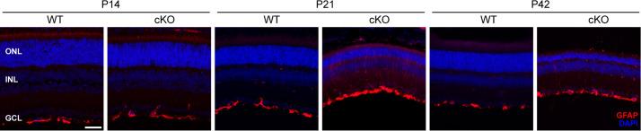 https://cdn.ncbi.nlm.nih.gov/pmc/blobs/48fe/12094702/b0ff1dd026b7/elife-100747-fig1-figsupp3.jpg