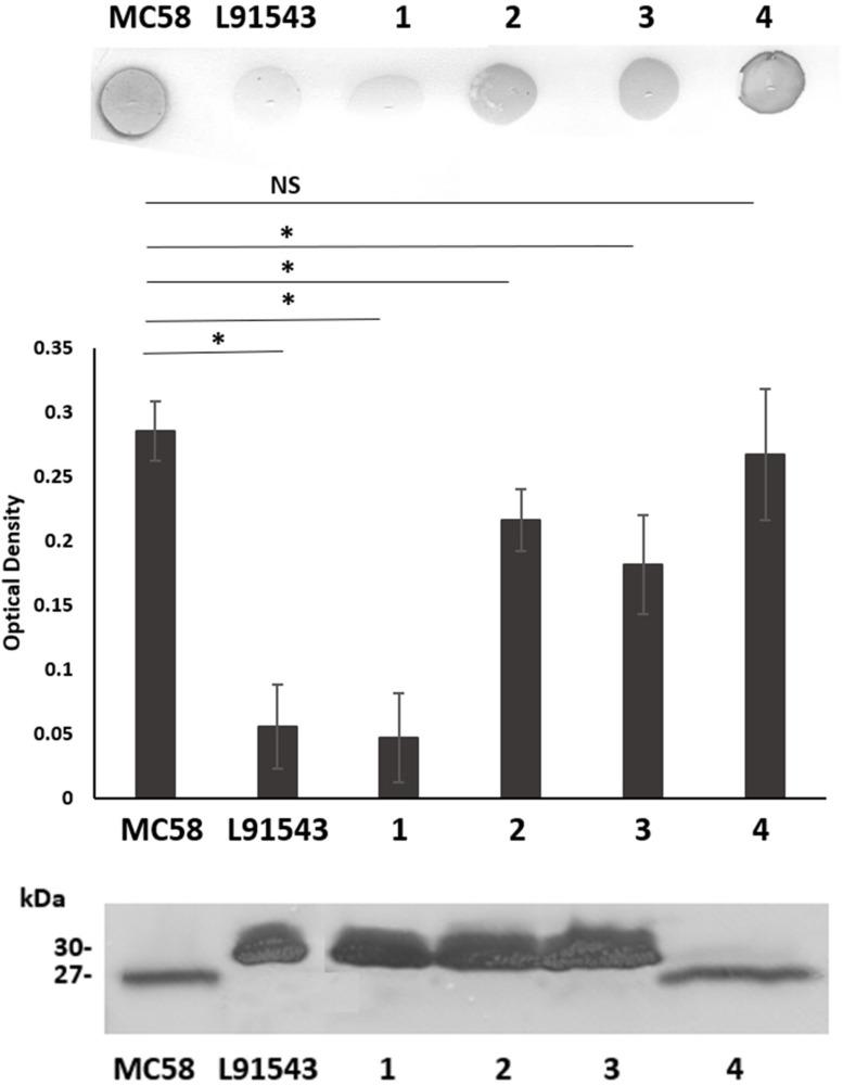 https://cdn.ncbi.nlm.nih.gov/pmc/blobs/48fe/6930937/c4e2891b9539/fmicb-10-02847-g003.jpg