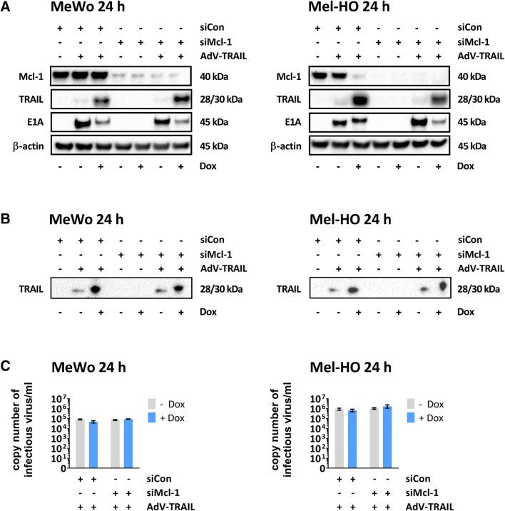 https://cdn.ncbi.nlm.nih.gov/pmc/blobs/4900/8367928/6c8575192487/109_2021_2081_Fig3_HTML.jpg