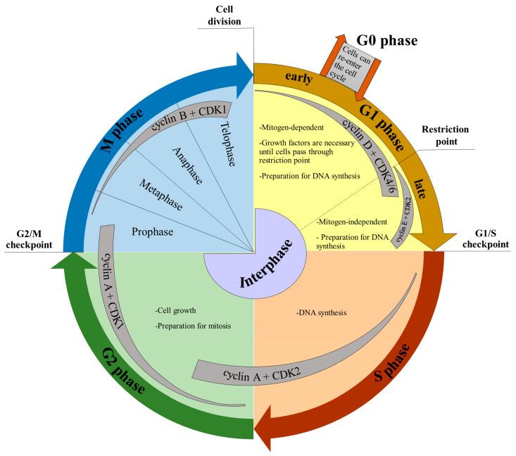 https://cdn.ncbi.nlm.nih.gov/pmc/blobs/4901/9963451/fe90cfa2e217/ijms-24-03674-g002.jpg