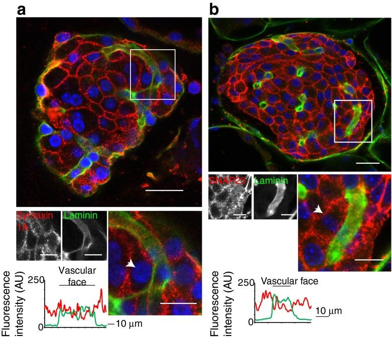 https://cdn.ncbi.nlm.nih.gov/pmc/blobs/4902/4079948/e4926561dd25/125_2014_3252_Fig6_HTML.jpg