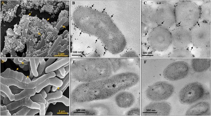 https://cdn.ncbi.nlm.nih.gov/pmc/blobs/4904/5359288/1653f340a3e7/fmicb-08-00463-g0002.jpg