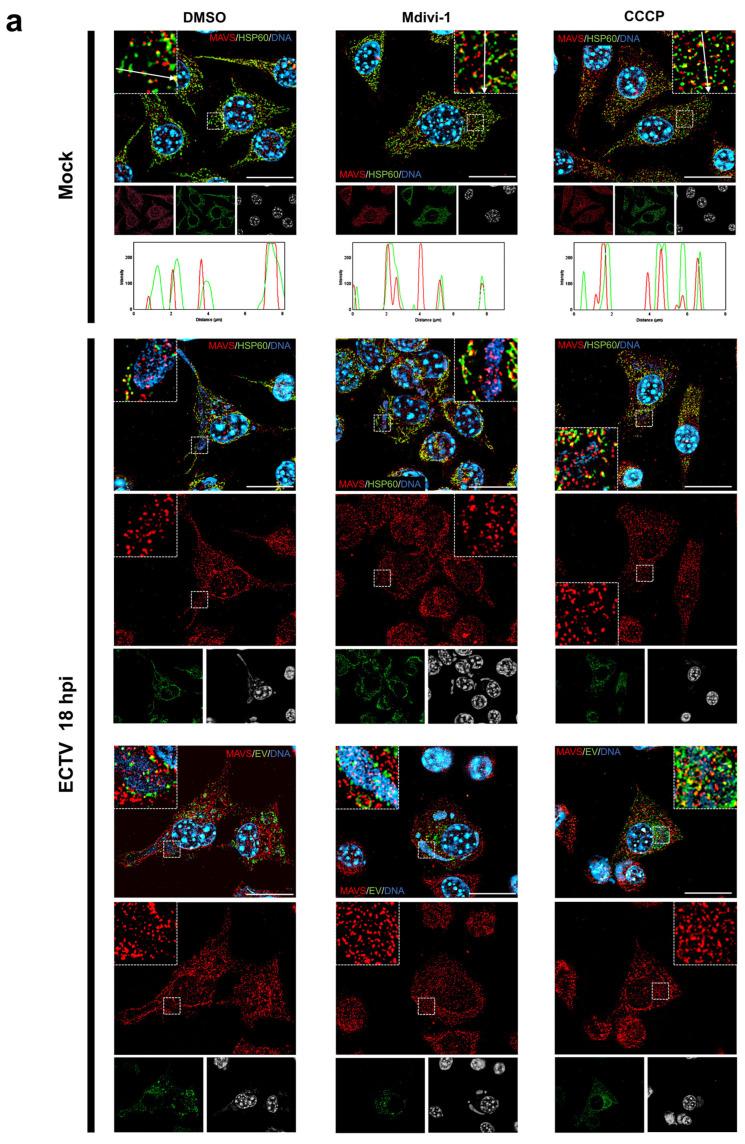 https://cdn.ncbi.nlm.nih.gov/pmc/blobs/490b/11434706/4067745acebe/pathogens-13-00717-g003a.jpg