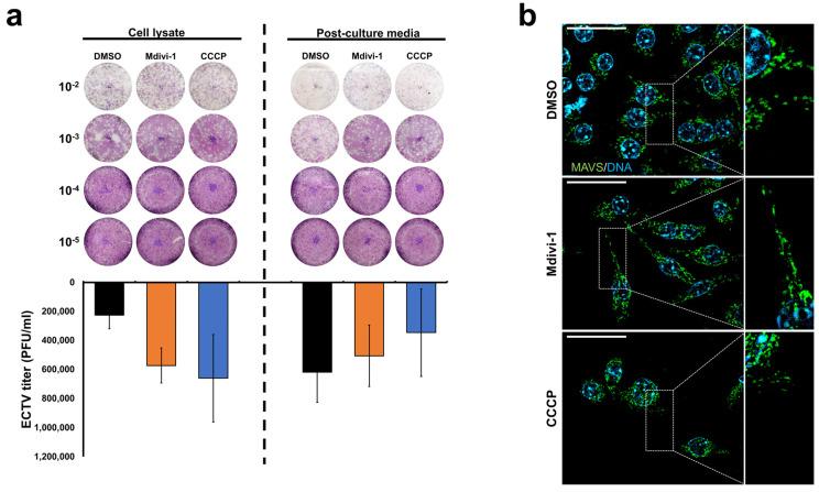 https://cdn.ncbi.nlm.nih.gov/pmc/blobs/490b/11434706/a2b5efcfe268/pathogens-13-00717-g002.jpg